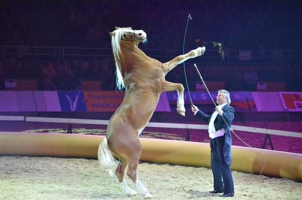 Выставка лошадей Cheval Passion пройдет в Авиньоне