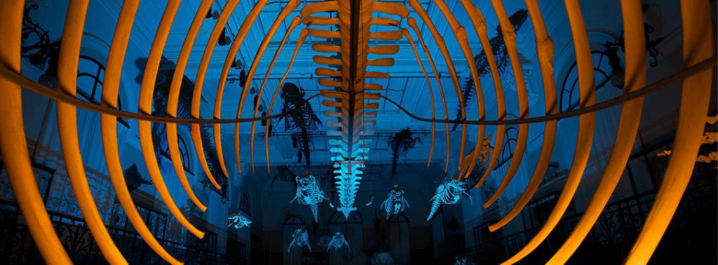 Океанографический музей Монако вернулся домой с впечатляющим световым шоу