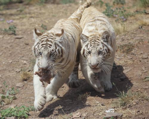 Два брата белых тигра приехали в зоопарк Фрежюса