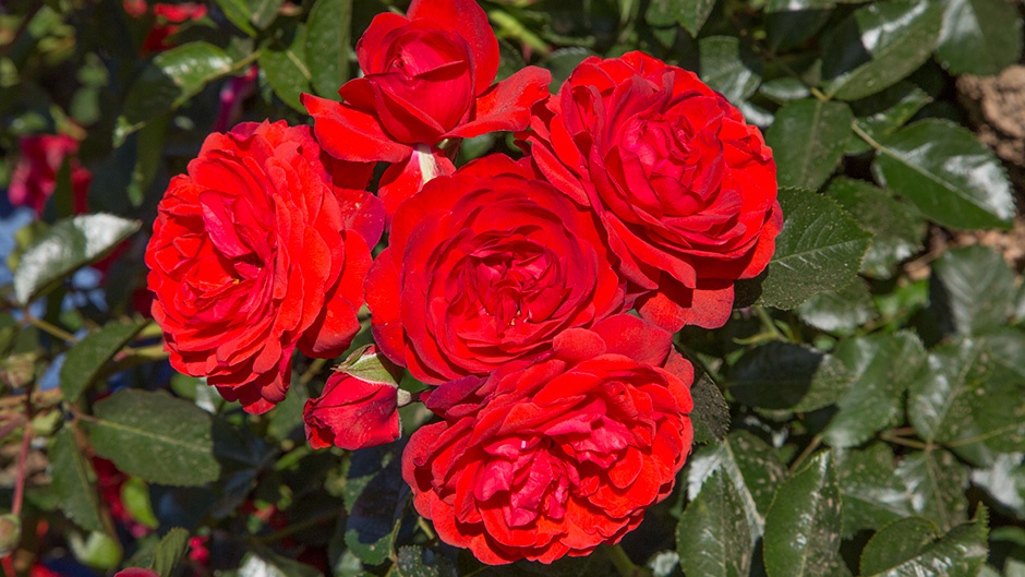 Новый сорт роз из департамента Вар получил международную награду