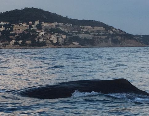 Сенсация: впервые возле Ниццы заметили кита